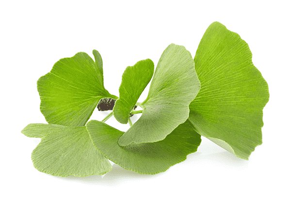 Ginkgo biloba-0