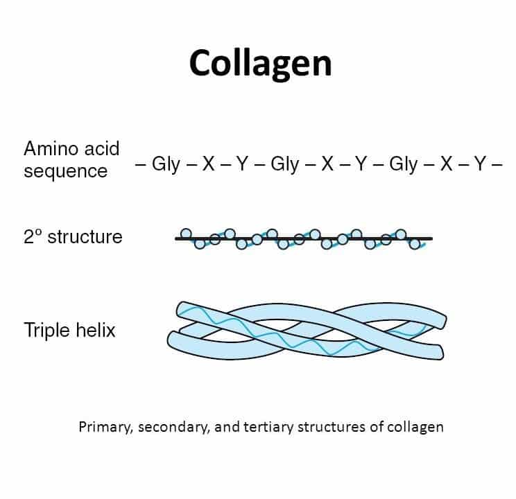 Collagen ɭà gì?