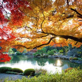 điểm ngắm lá đỏ đẹp ở Tokyo