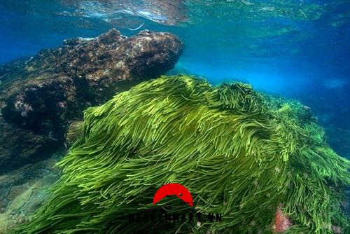 Spirulina - Tảo biển của Nhật Bản Bản: Điều gì khiến nó trở thành thực phẩm 'thần thánh'?