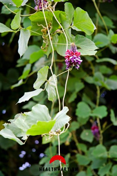 Hoa Kudzu