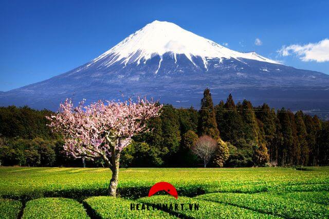 tỉnh trồng trà ngon nhất Nhật Bản