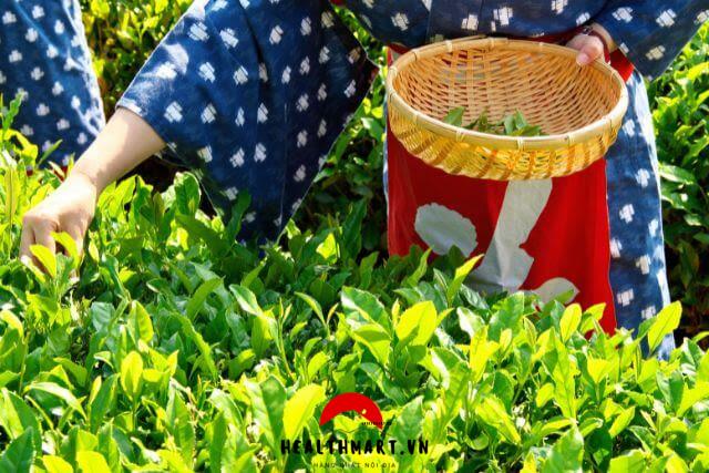 tỉnh trồng trà ngon nhất Nhật Bản